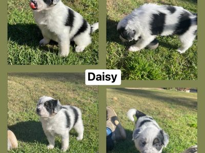 Border Collie x Koolie Puppies