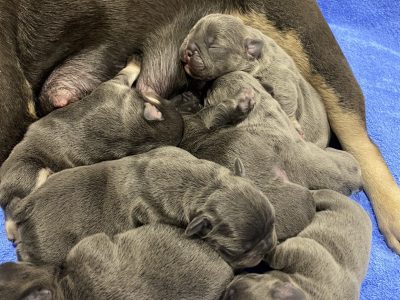 Quality French Bulldog puppies MDBA 20151