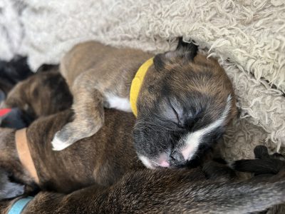 Purebred Boxer Puppies