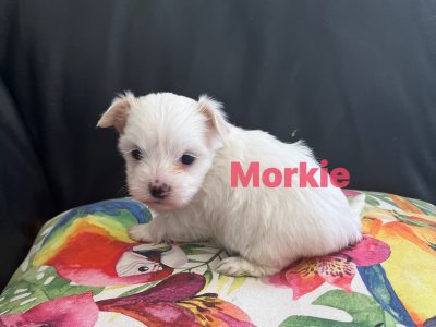 Morkie puppies