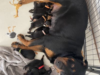 Purebred Rottweiler Puppies