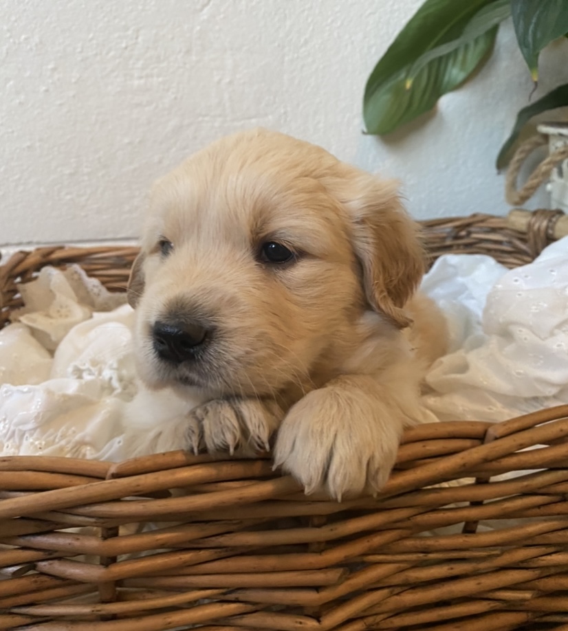 golden retriever puppy in basket