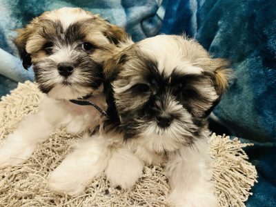 Maltese x Shih Tzu puppies (Males x 2)