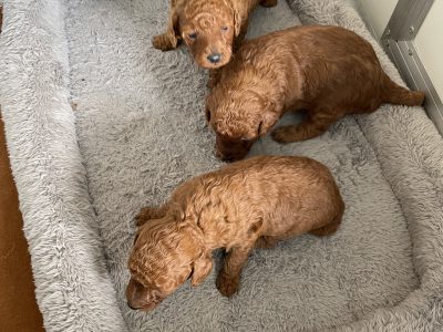 Poodle ( Toy) purebred Ruby Red