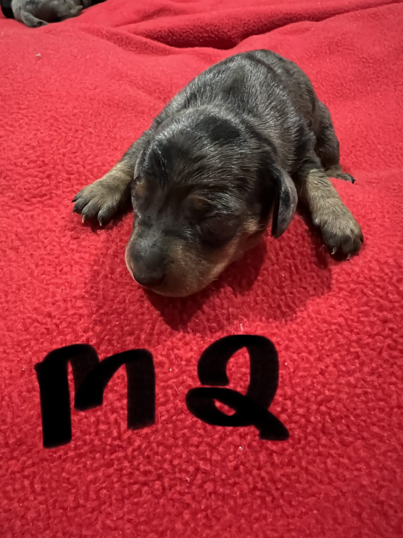 Mini Dachshund Puppies READY 22.10.22