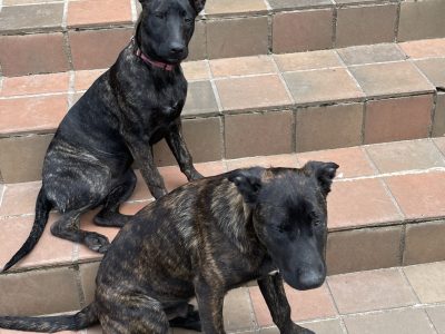 Dutch Malinois Puppies – Variable colours