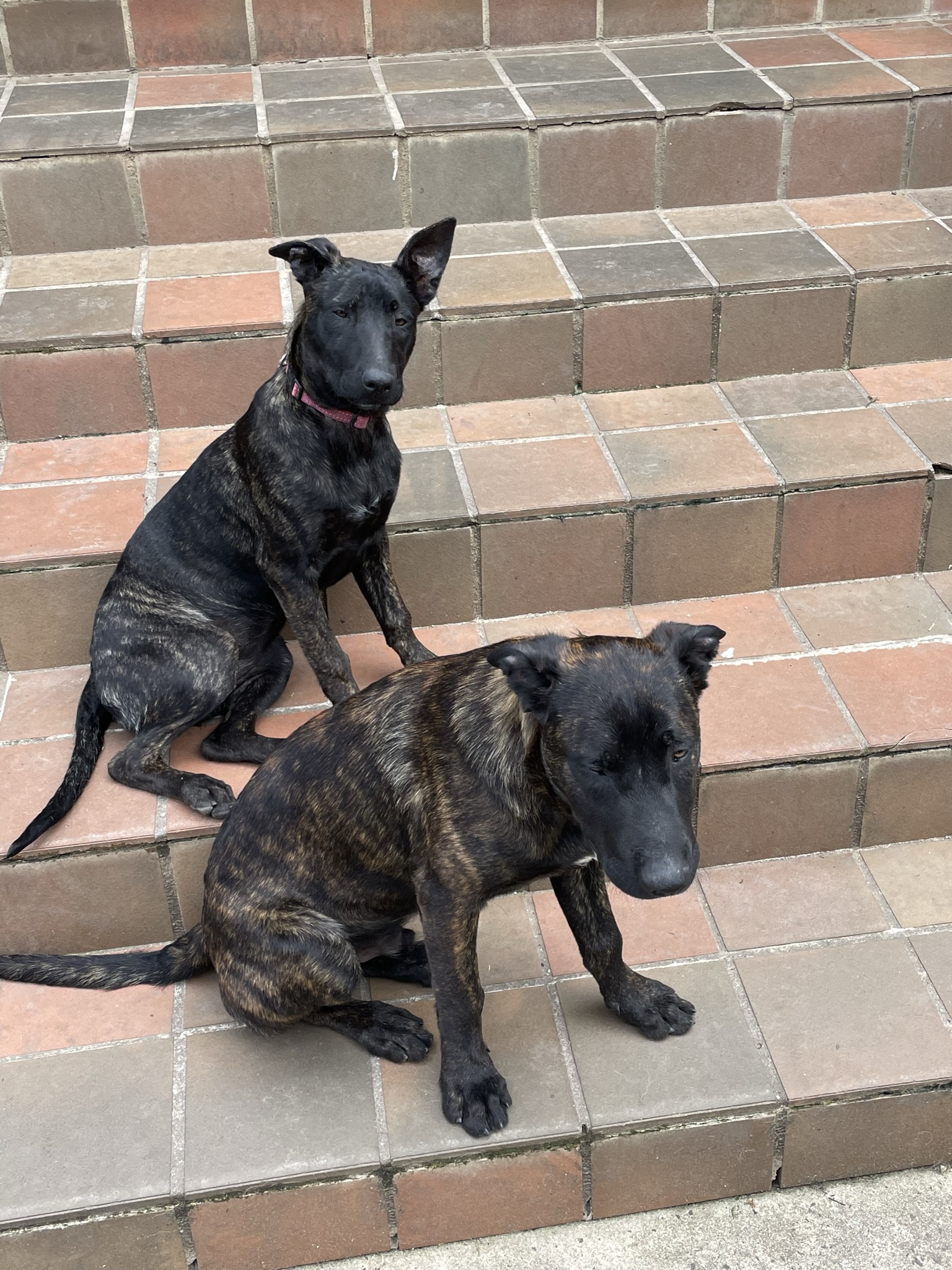 Dutch Malinois Puppies - Variable colours