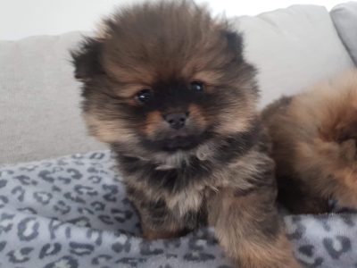 Pure Breed Mini Teddy Bear Pomeranian Puppies