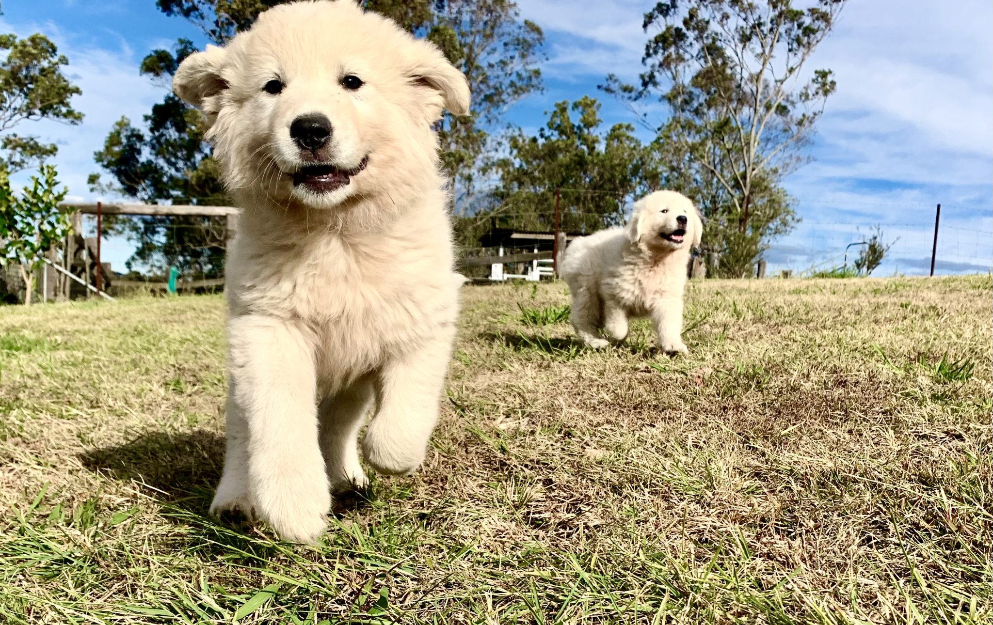 Maremma pups from exceptional working lines