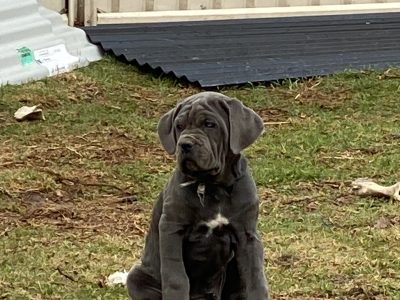 Neapolitan mastiff puppies