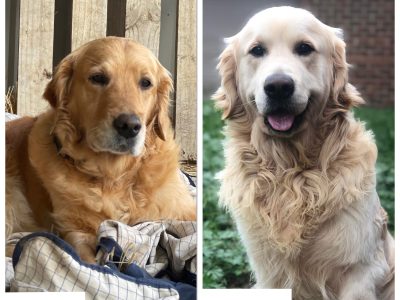 Purebred Golden Retriever puppies