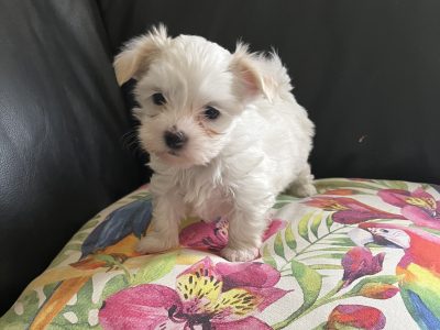 Exotic morkie