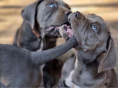 Pure Neapolitan Mastiffs