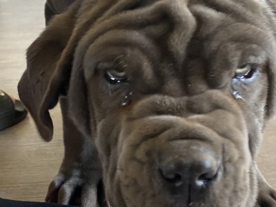 Neapolitan Mastiff puppies