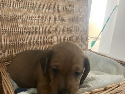 Mini Dachshund purebred