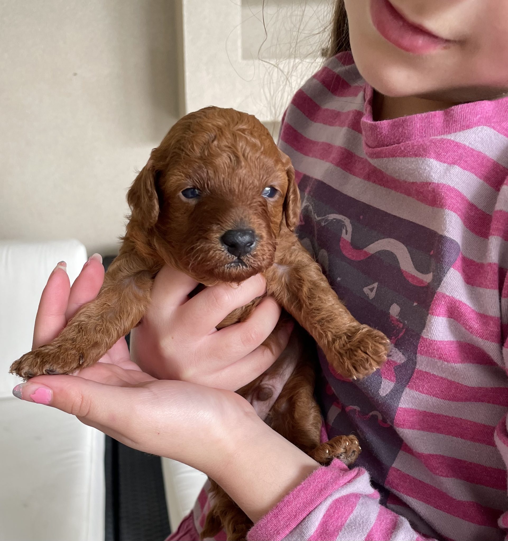 Poodle ( Toy) purebred Ruby Red