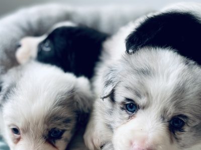 Purebred Border Collie Puppies