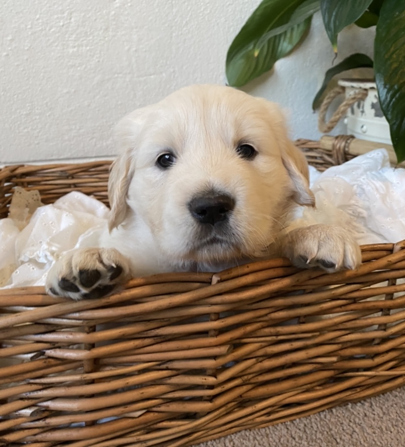 golden retriever puppy in basket