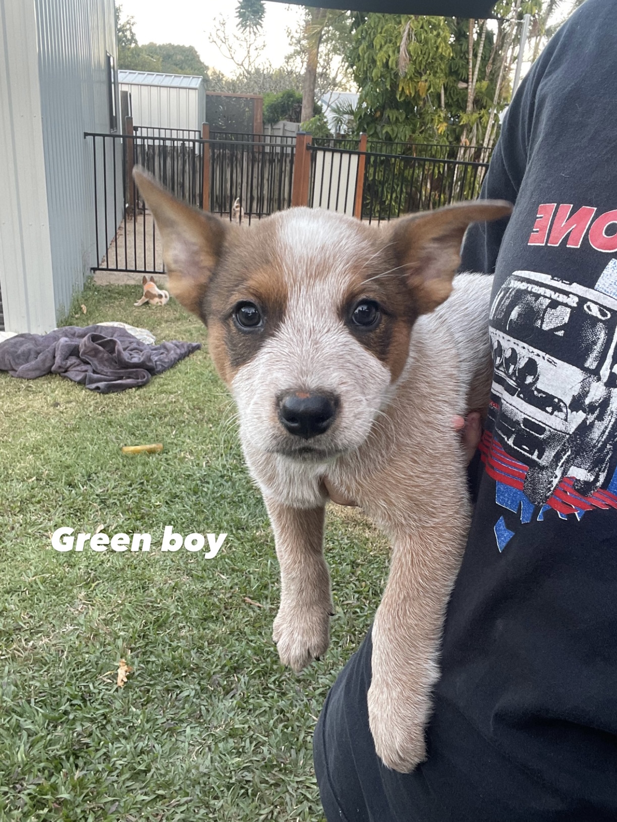 Red & Blue Cattle dog Pups for sale