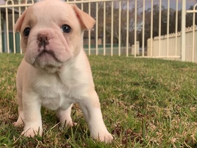 French bulldog puppies
