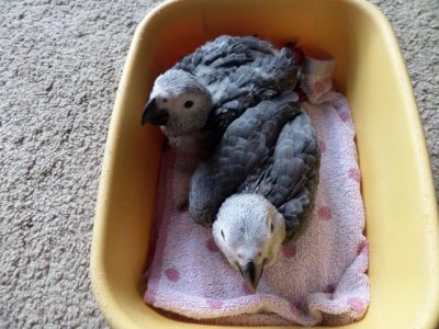 Extremely Tame Hand-reared Greys available.