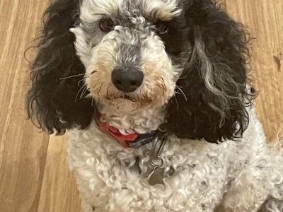 CUTE MINI SPOODLE PUPPIES 2 BOYS & 1 GIRL