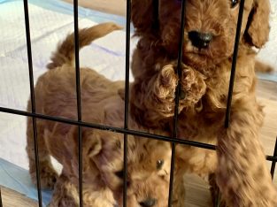 Toy Cavoodles DNA clear – Ready Now