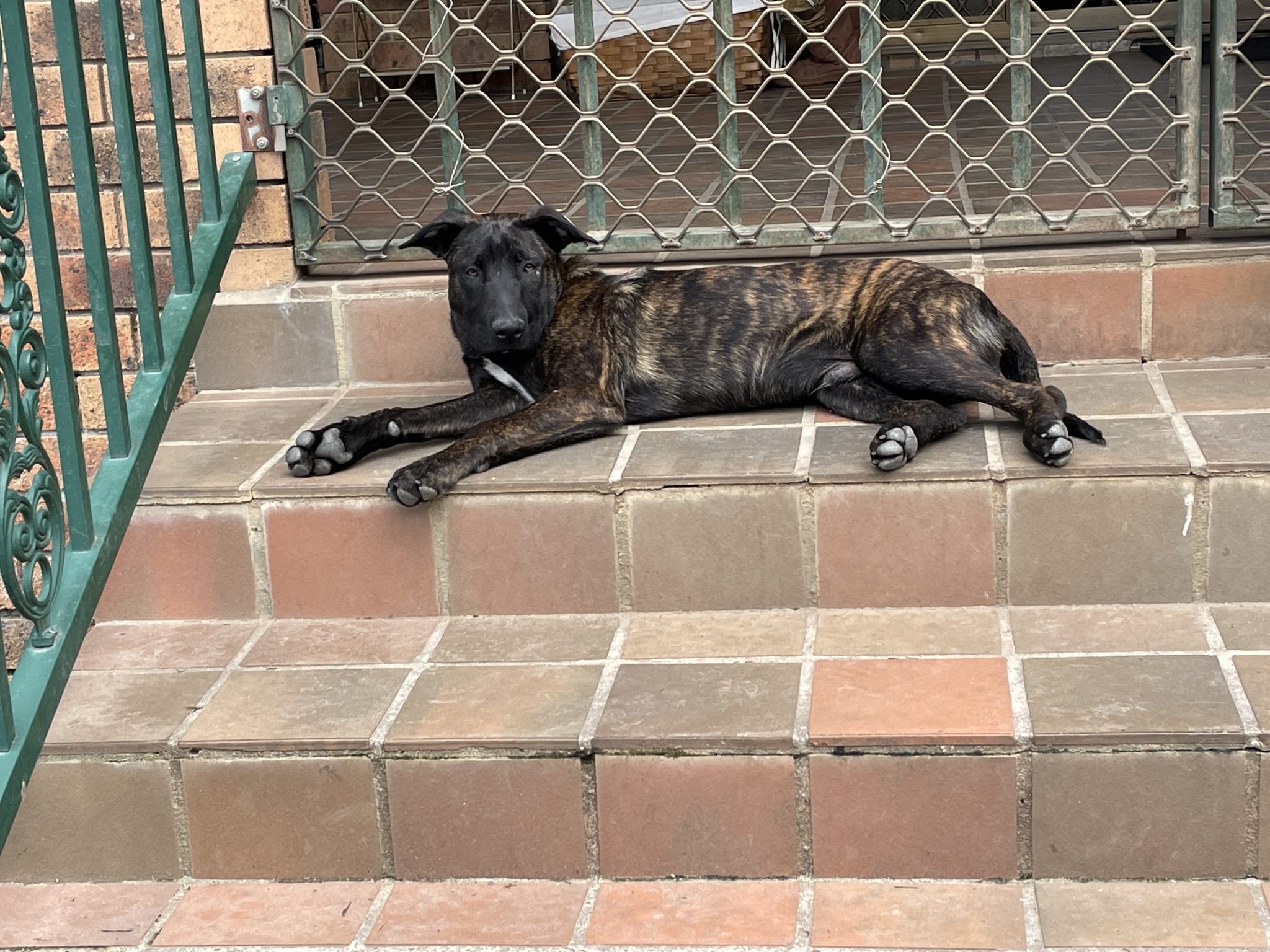 Dutch Malinois Puppies - Variable colours