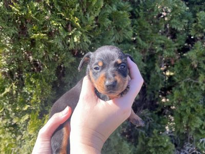 Black and Tan dachshund