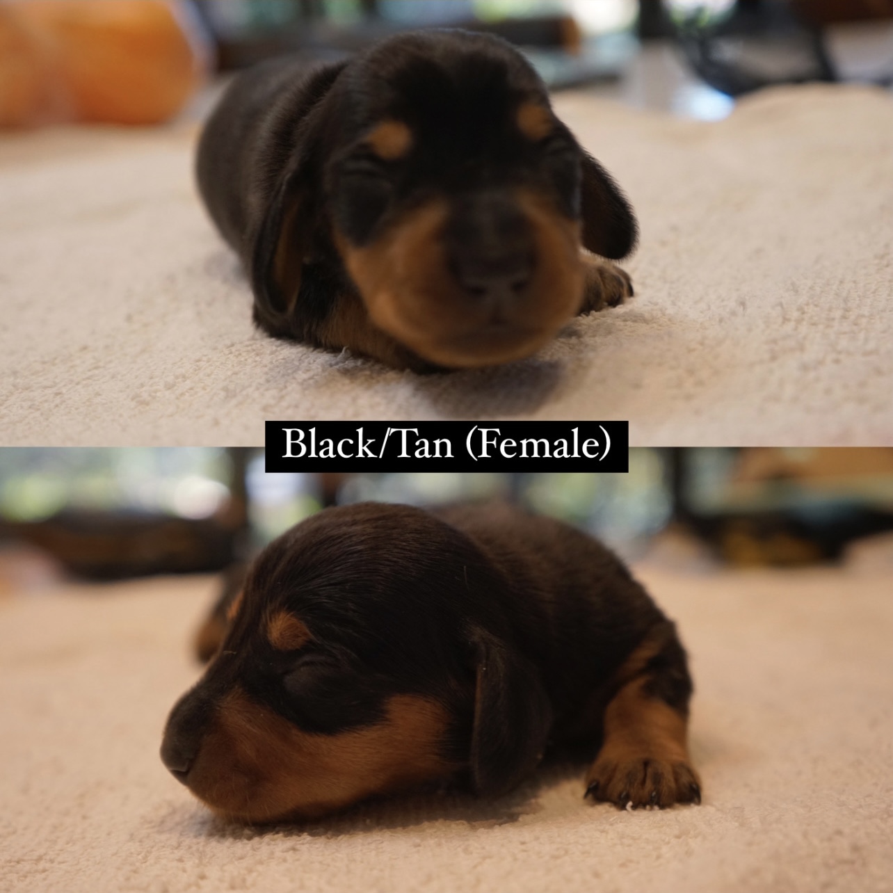 Miniature Dachshund Puppies (Available October)
