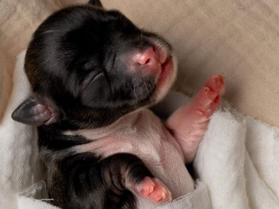 Female chihuahua puppy