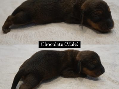 Miniature Dachshund Puppies (Available October)
