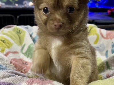 Gorgeous Chihuahua Puppies