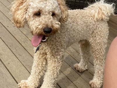 Spoodle Males 8 weeks old