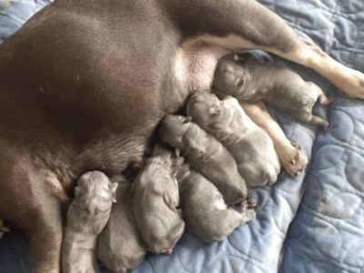 Quality French Bulldog puppies MDBA 20151