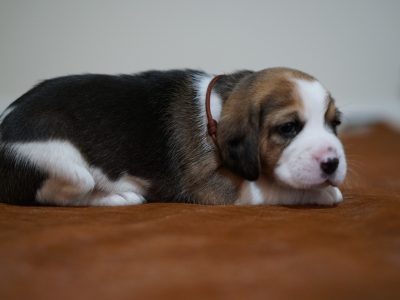 Purebred Beagle Pups