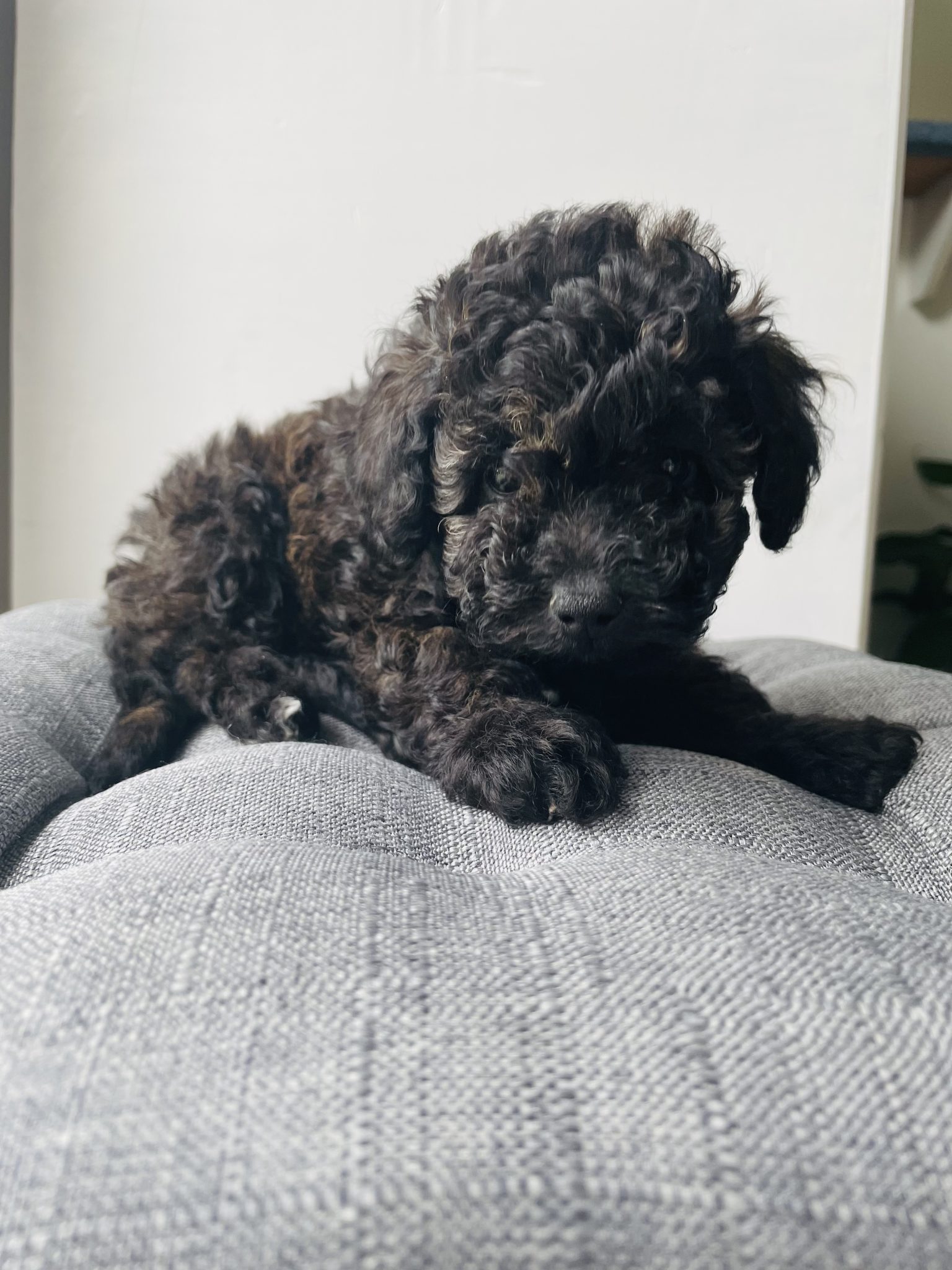 3 absolutely beautiful Mini poodle babies