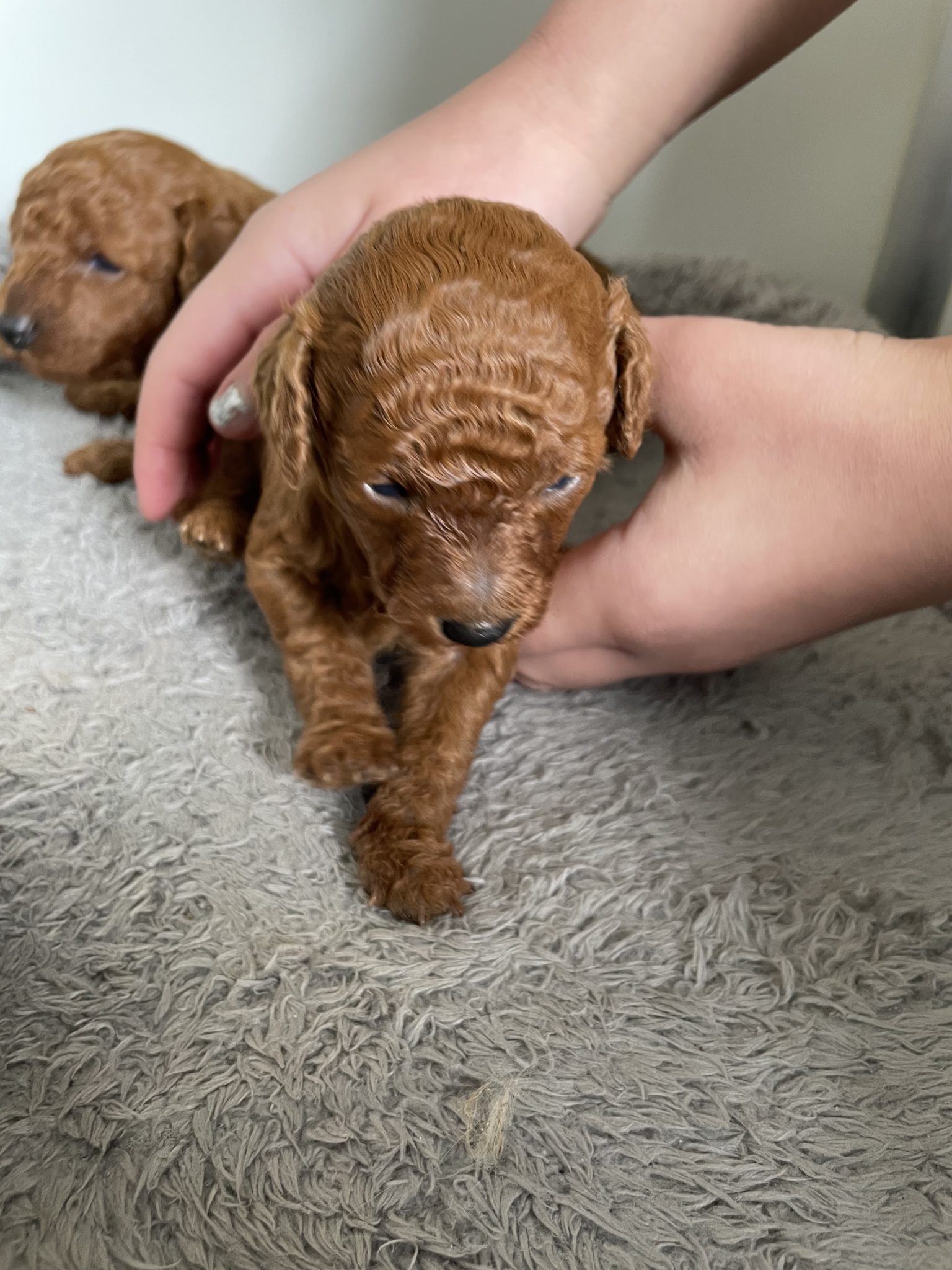 Poodle ( Toy) purebred Ruby Red