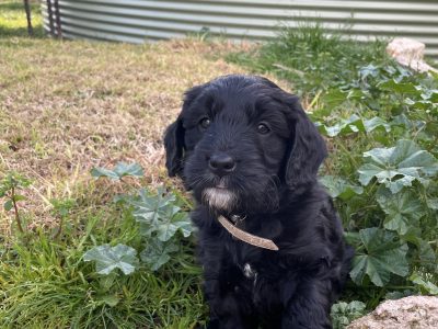 GORGEOUS F1 MINI GROODLES