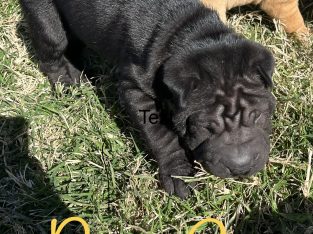 Sharpei / roly poly puppies