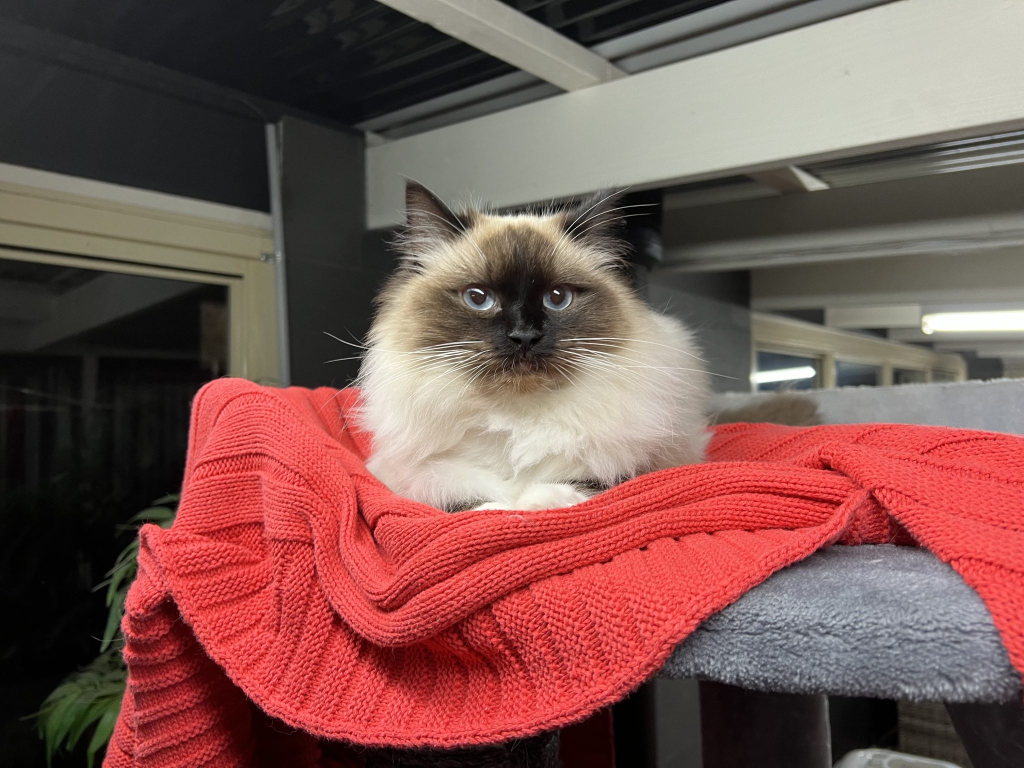 Ragdoll and best friend for sale