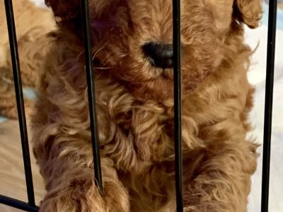Toy Cavoodles DNA clear – Ready Now
