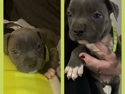 Purebred American Staffy puppies