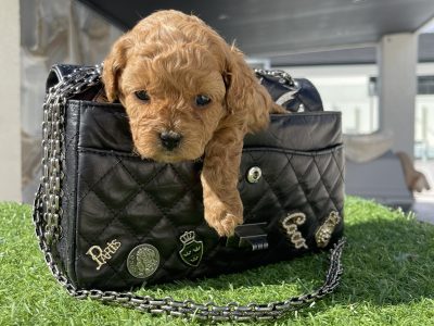 Toy Cavoodle Puppy’s for Sale