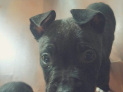 7 blue staffy puppies for sale