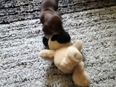 MINIATURE CHOCOLATE MALE DACHSHUND PUPPY for sale