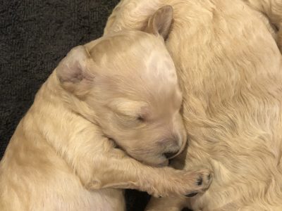 Groodle Puppies for sale – Gold Coast