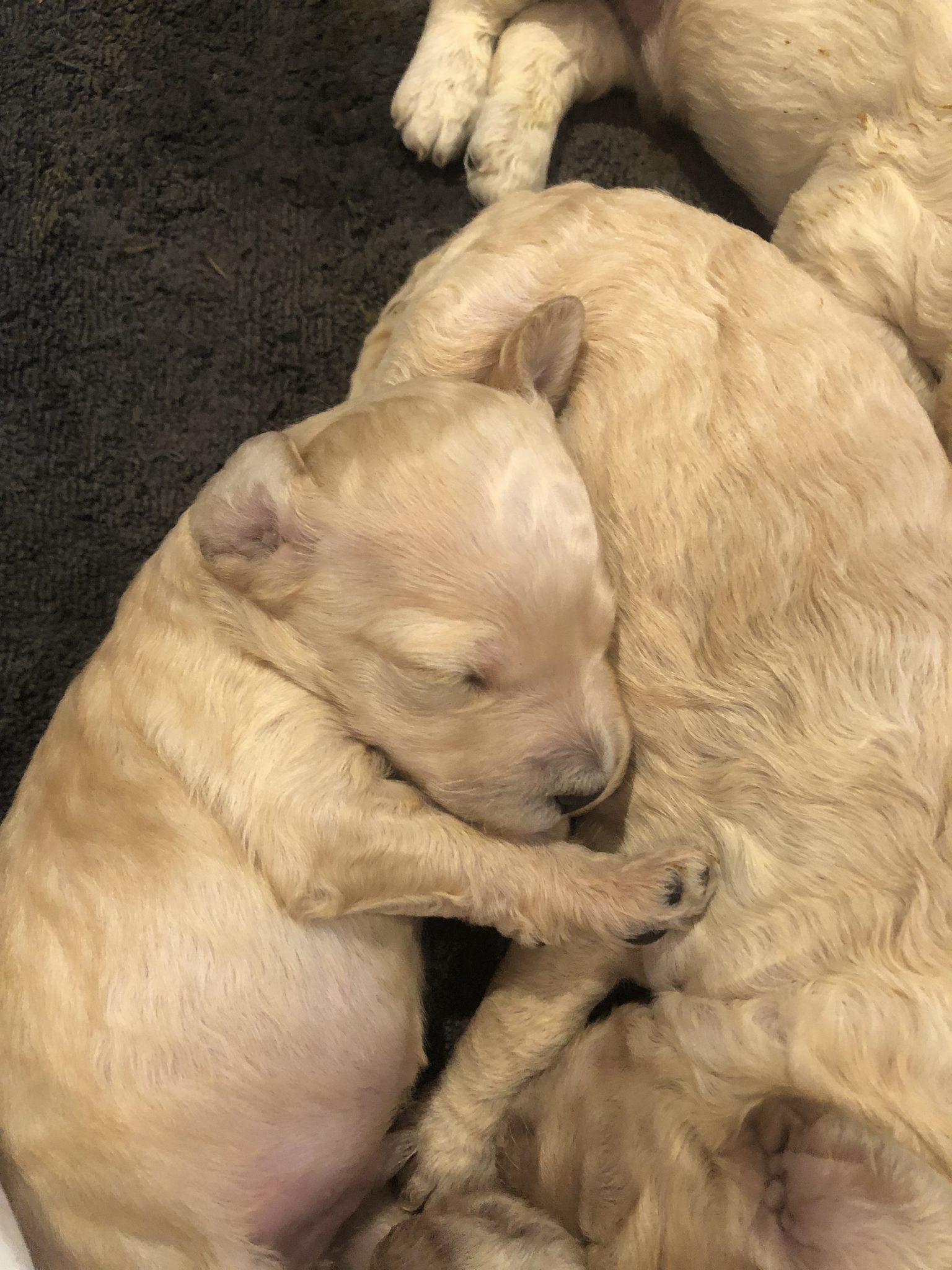 Groodle Puppies for sale - Gold Coast