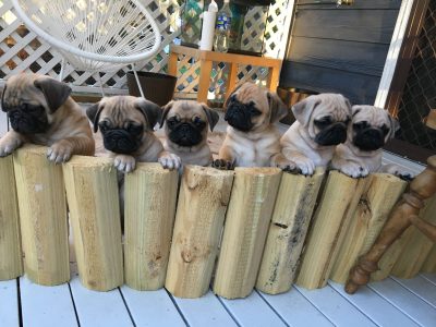 Adorable Pug Puppies Purebred