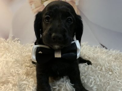 MINIATURE DACHSHUND X TOY PODLE PUPPIES